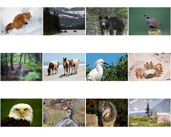 Monthly Scenes of North American Wildlife 2021 Appointment Calendar